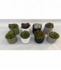 Sempervivum
