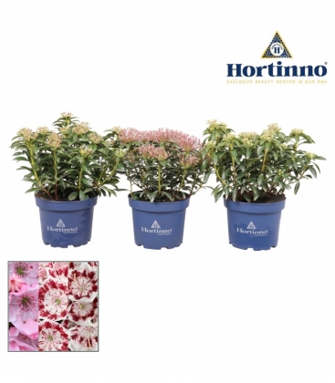 Kalmia
