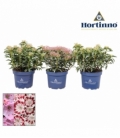 Kalmia