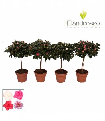 Azalea