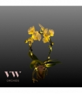 Phalaenopsis