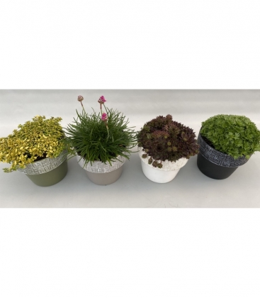 rockplants