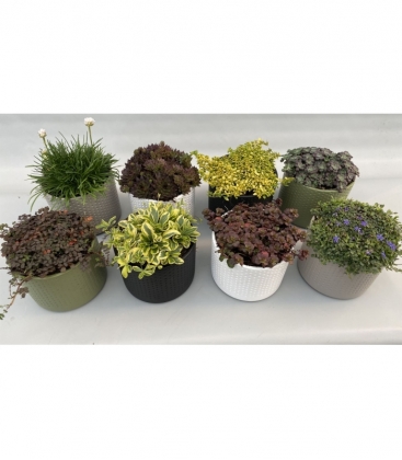rockplants
