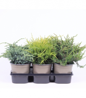Juniperus