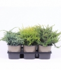 Juniperus