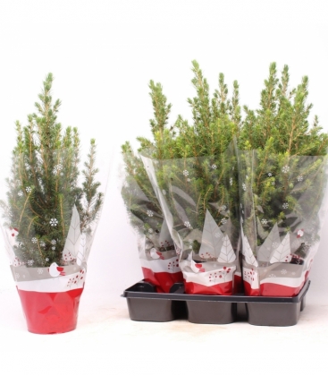 Picea