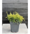 Juniperus