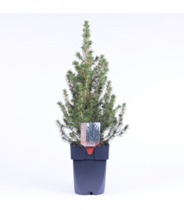 Picea