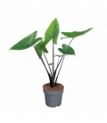 Alocasia