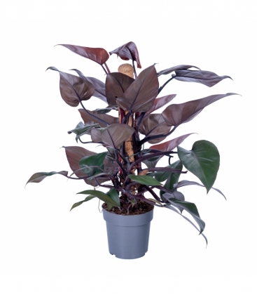 Philodendron