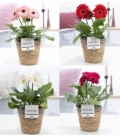 Gerbera