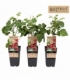Rubus
