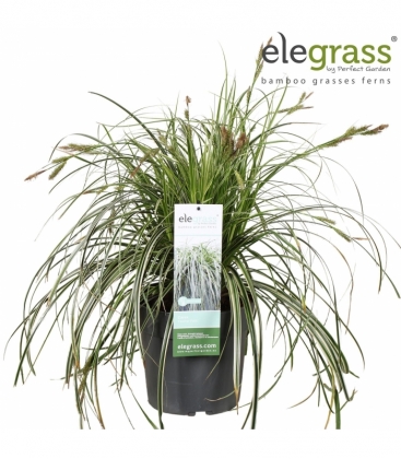Carex