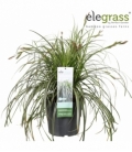 Carex