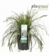 Carex