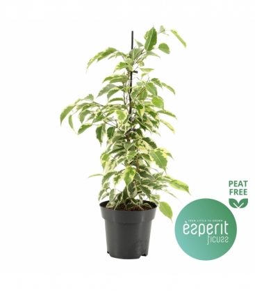 Ficus