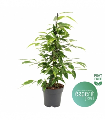 Ficus
