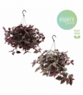 Tradescantia