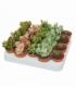 succulents