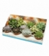 succulents