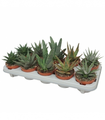 Aloe