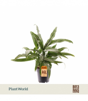 Aglaonema