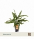 Aglaonema
