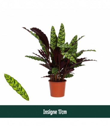 Calathea