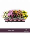 Chrysanthemum