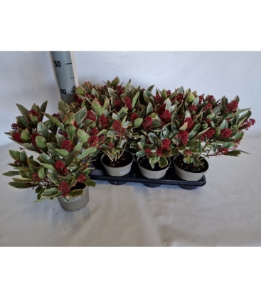 Skimmia