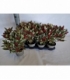 Skimmia