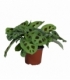 Maranta
