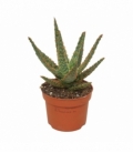 Aloe