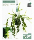 Epiphyllum