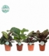 Calathea