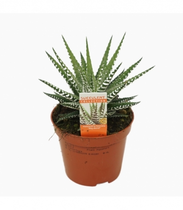 Haworthia