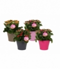 Kalanchoe