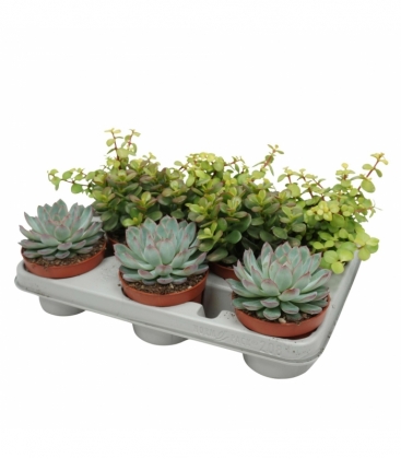 succulents