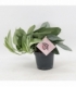 Scindapsus