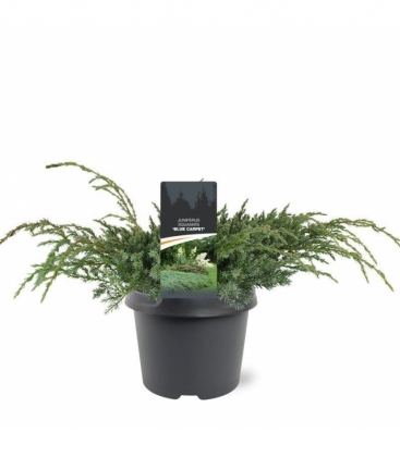 Juniperus