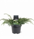Juniperus