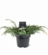 Juniperus