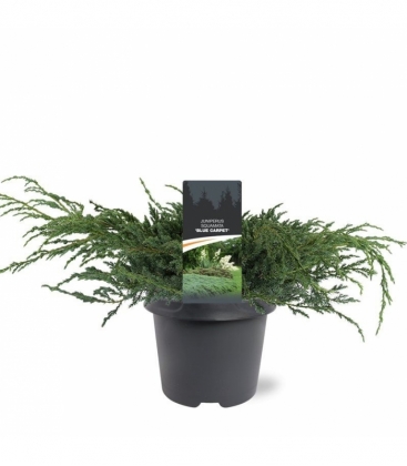 Juniperus