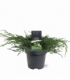 Juniperus