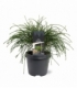 Thuja