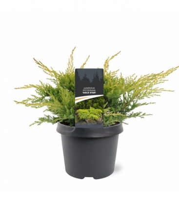 Juniperus