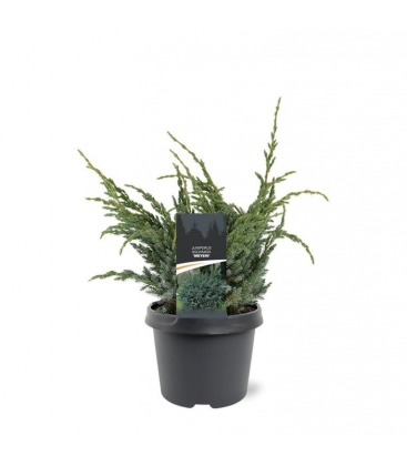 Juniperus