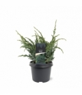 Juniperus