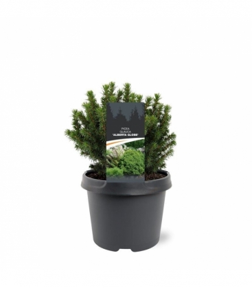 Picea