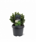 Picea